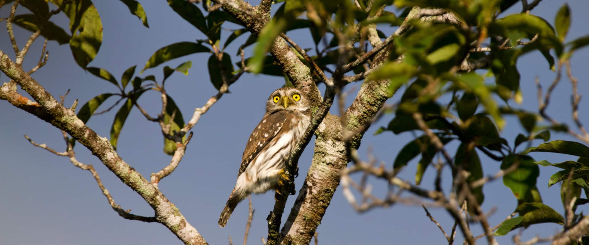 Close-up of a tawny owl perched on a tree branch in Belize.