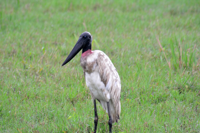 A close-up of a large wading bird, likely a wood stork, standing in lush green grass.
