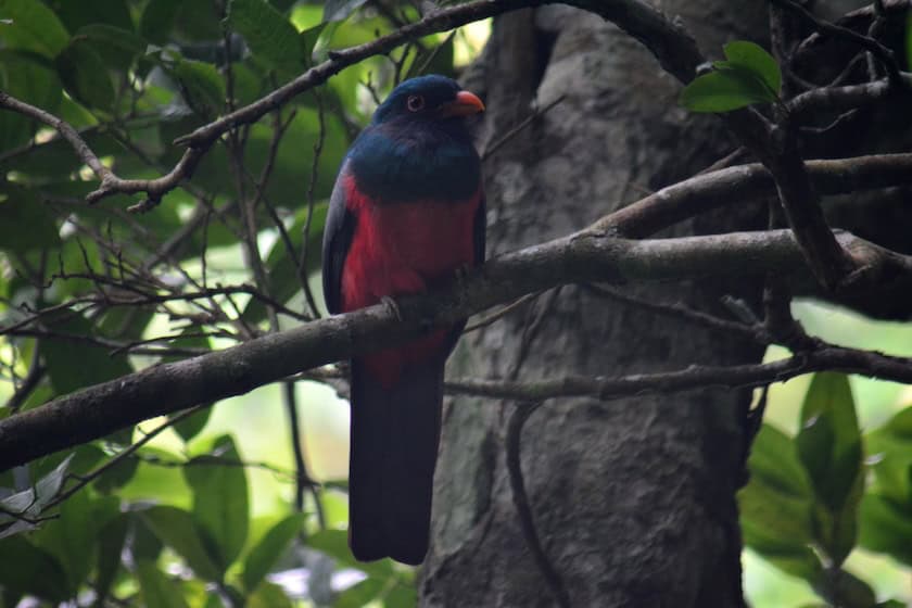 Colorful tropical bird perched on a tree branch in Belize rainforest.