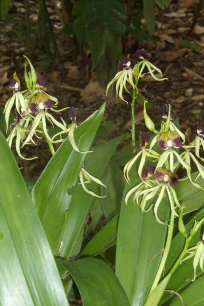 Close-up of green and purple orchids in a rainforest setting.