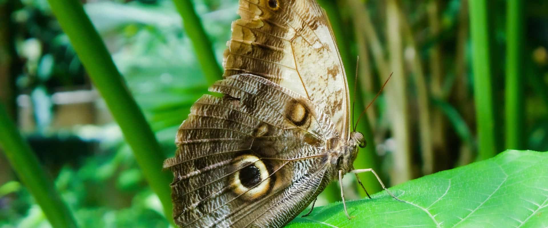 Butterfly resting on a green leaf in a lush jungle setting.